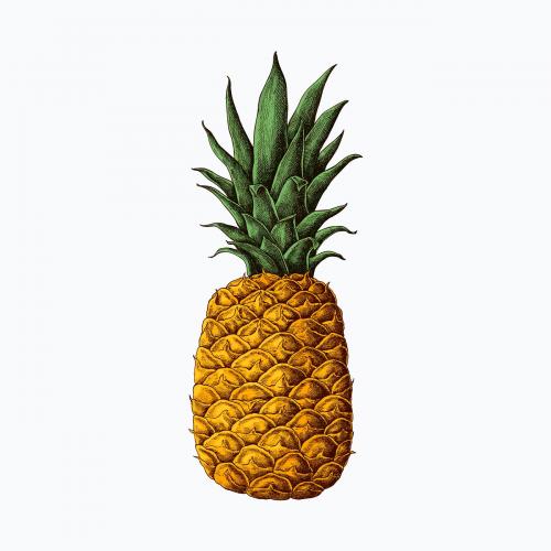 Fresh prickly pineapple drawing vector - 1209061