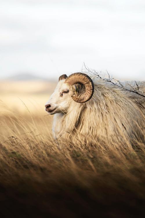 Northern European short-tailed sheep in Iceland - 2041498