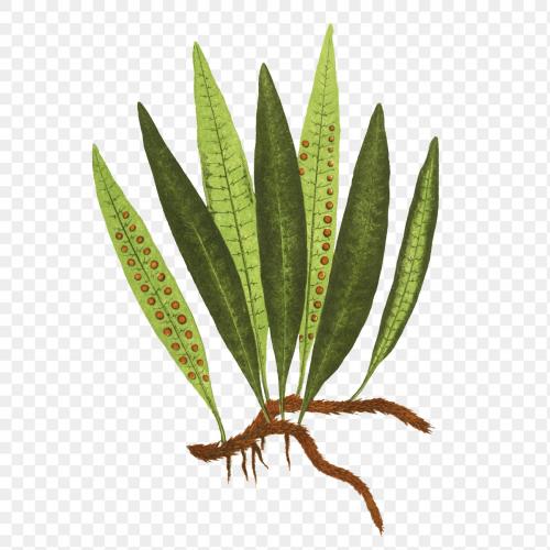 Polypodium Lycopodioides fern leaf illustration transparent png - 2095696