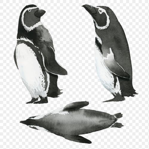 Watercolor painted penguin transparent png - 2097675