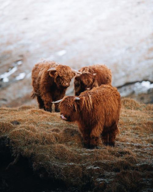 Scottish highland calves in the field - 2208502