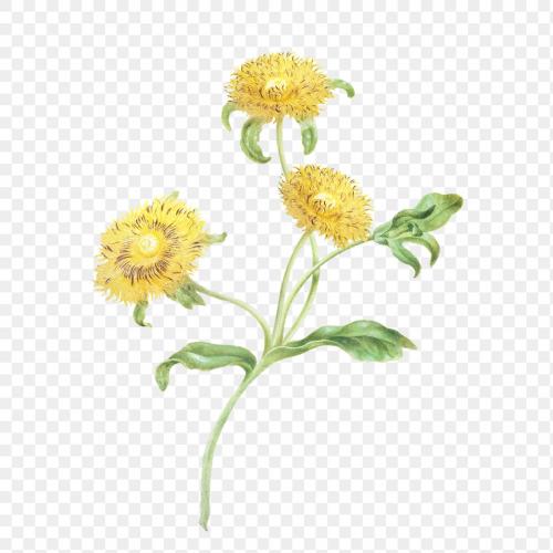Three yellow flowers botanical illustration transparent png - 2248140