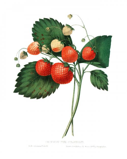 The Boston Pine Strawberry vintage illustration by Charles Hovey. - 2267052