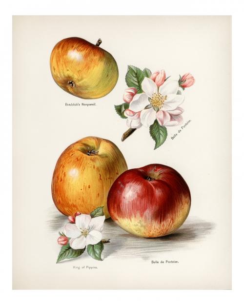 King of pippin apple vintage illustration wall art print and poster design remix from the original artwork. - 2267475