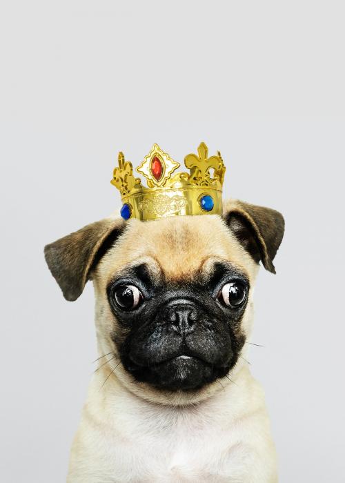 Cute Pug puppy in a gold crown - 2024939