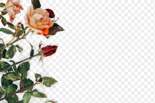 Red and orange roses element transparent png - 2036714