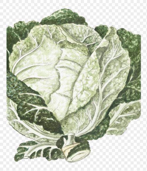 Green Cabbage transparent png - 2054863