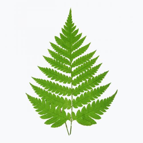 Acrostichum Alienum fern leaf vector - 2093535