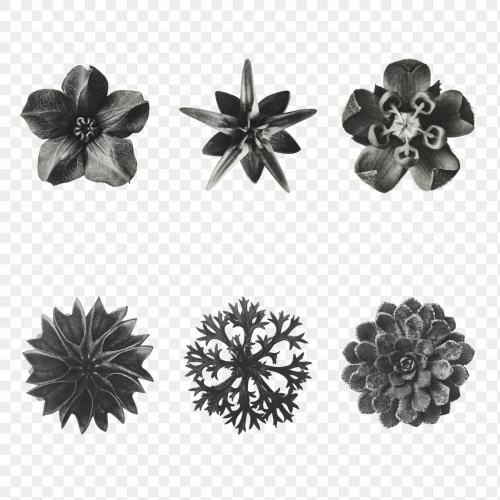 Black and white macro plant photography set transparent png - 2224711