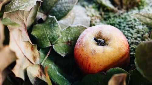 Frost on leaves and apple on a cold winter day - 2259526
