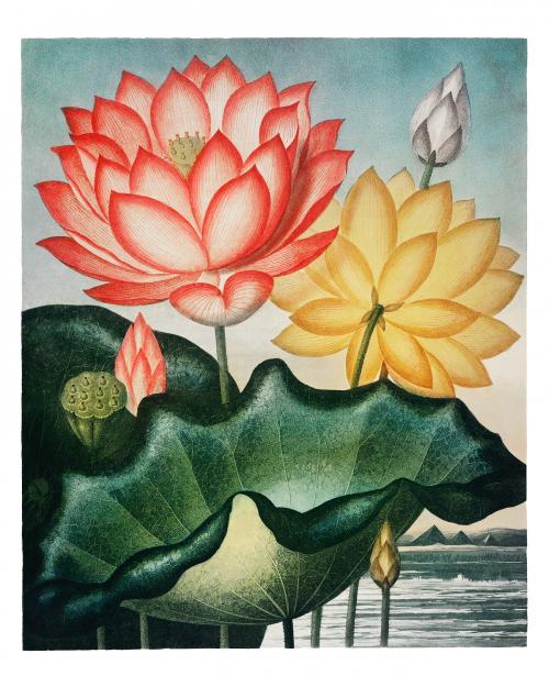 Water lilies vintage illustration wall art print and poster design remix from the original artwork. - 2267245