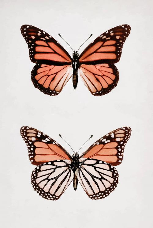 Monarch Butterfly (Danais Archippus) vintage wall art print poster design remix from original artwork by Sherman F. Denton. - 2272666