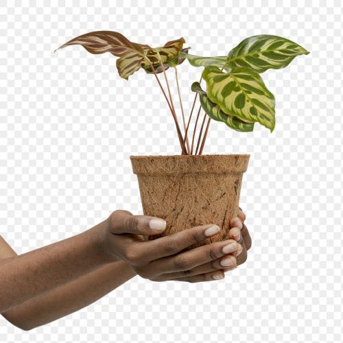 Hand holding a peacock plant in a pot transparent png - 2274765