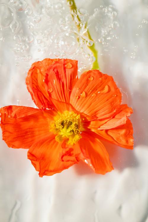 Close up of red poppy flower with water drops - 2276528