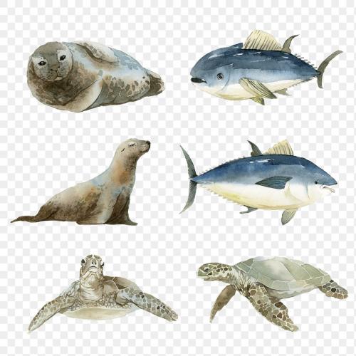 Marine life set painted in watercolor transparent png - 2045268