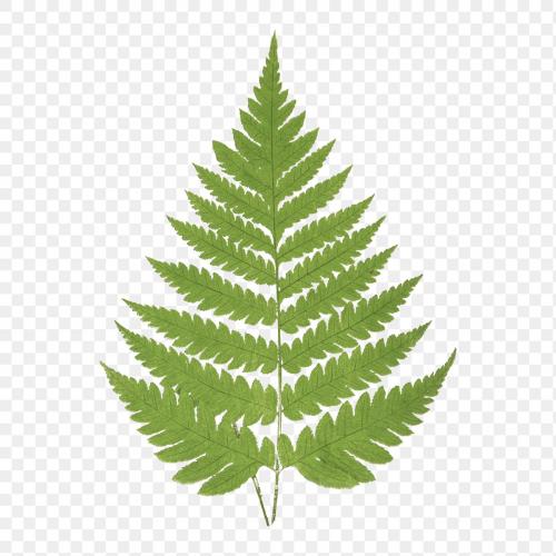 Acrostichum Alienum fern leaf illustration transparent png - 2093540