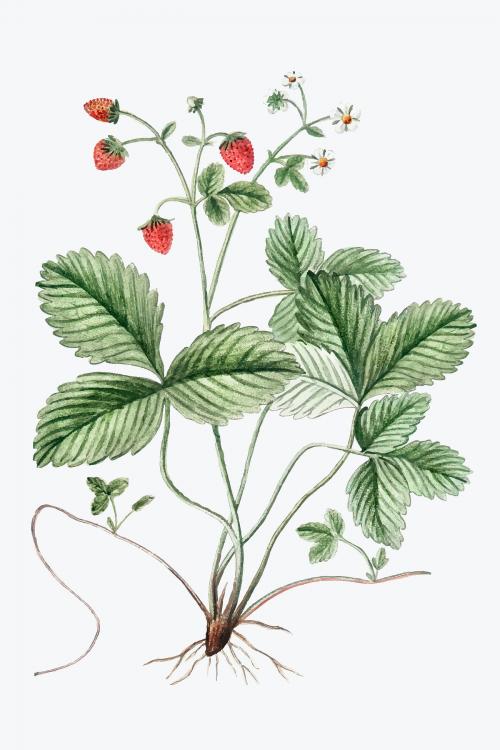 Wild Strawberry plant vector - 2056049