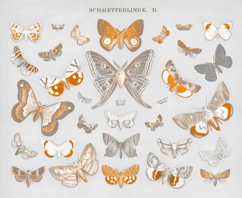 Vintage butterfly and moth lithograph, remix from original artwork - 2264400
