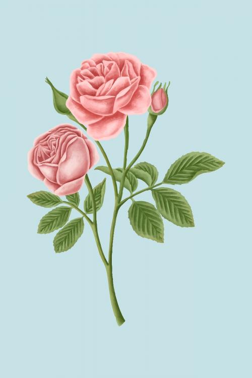 Vintage rose flower vector - 2091311