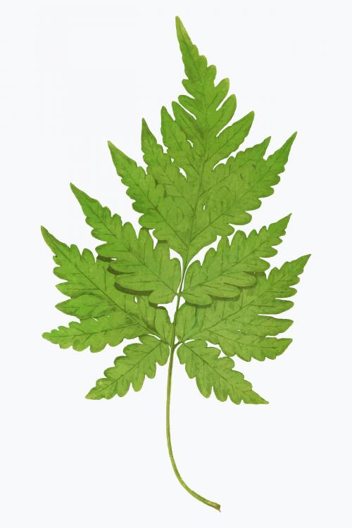 Aspidium Cicutarium fern leaf vector - 2093574