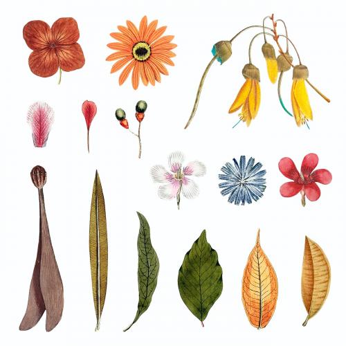 Mixed flowers and leaves set vector - 2094437