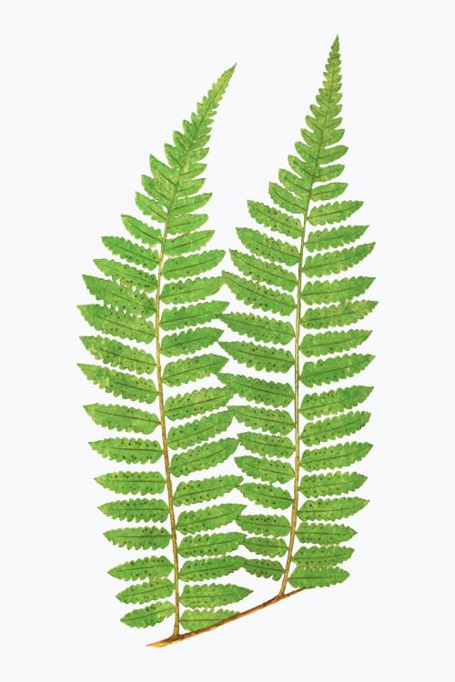 Alsophila Radens fern leaf vector - 2095477