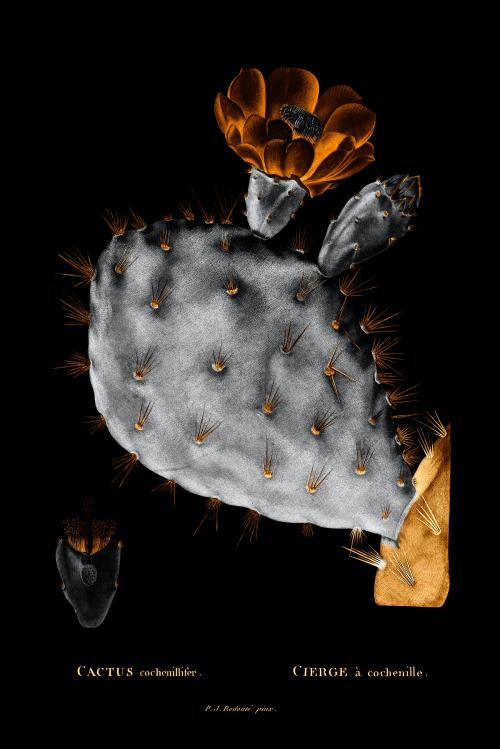 Negative effect prickly pear cactus vintage illustration, remix from original artwork. - 2270121