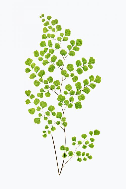 Adiantum Assimile fern leaf vector - 2096063