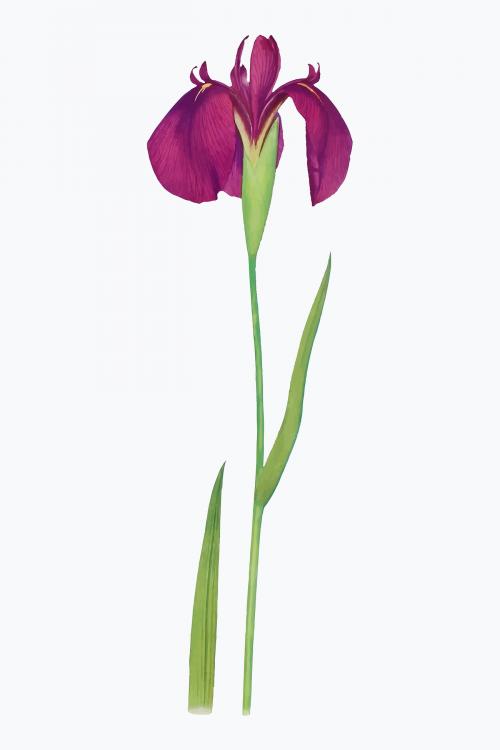 Vintage Iris flower illustration vector - 2098148