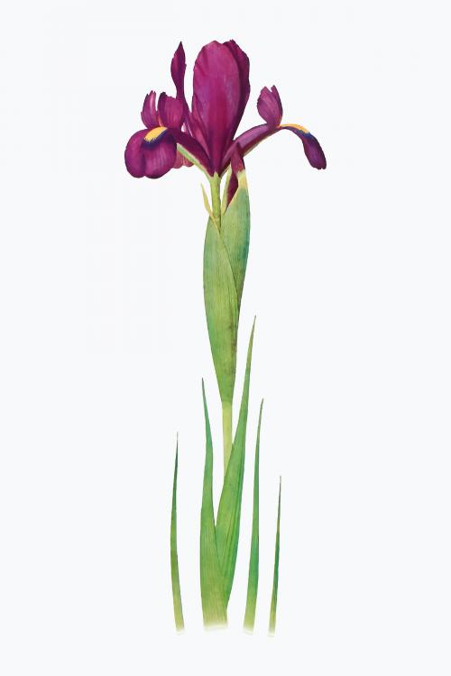 Vintage Iris flower illustration vector - 2098344