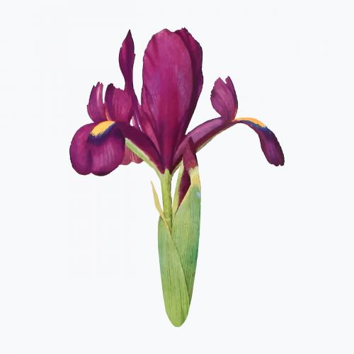 Vintage Iris flower illustration vector - 2098412