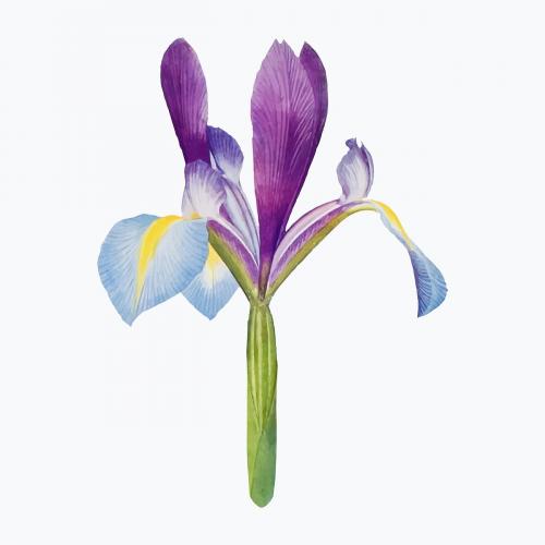 Vintage Iris flower illustration vector - 2098419