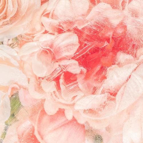 Wet pink rose flower - 2293698