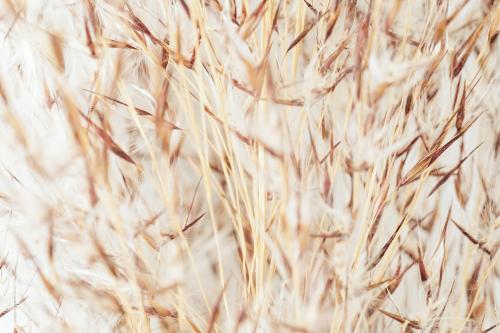 Brown and white grass flower background - 2296607