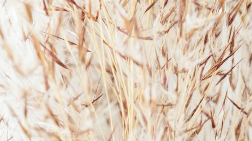 Dry brown and white grass flower background - 2296609