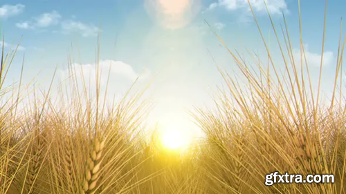 Videohive Mapping Projection Background - Wheat Fields 24719664