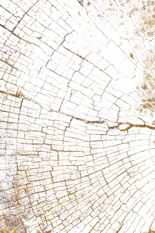 Bleached tree rings textured background vector - 2253132