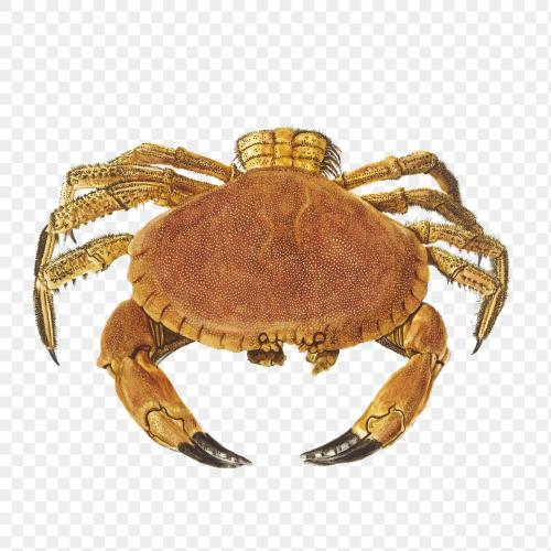 Vintage illustrated fresh crab transparent png - 2088659