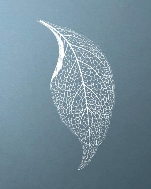 Beautiful engraved Adelaster Albivenis leaf vintage vector, remix from original artwork of Benjamin Fawectt - 2267540