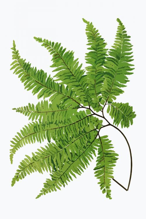 Adiantum Curvatum fern leaf vector - 2052025