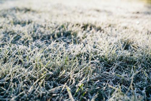 Grass covered in frost textured background - 2255414