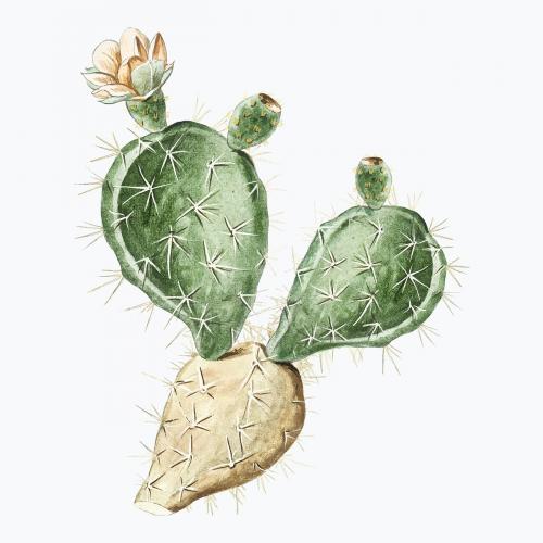 Indian Fig or Semaphore Prickly Pear vector - 2089271