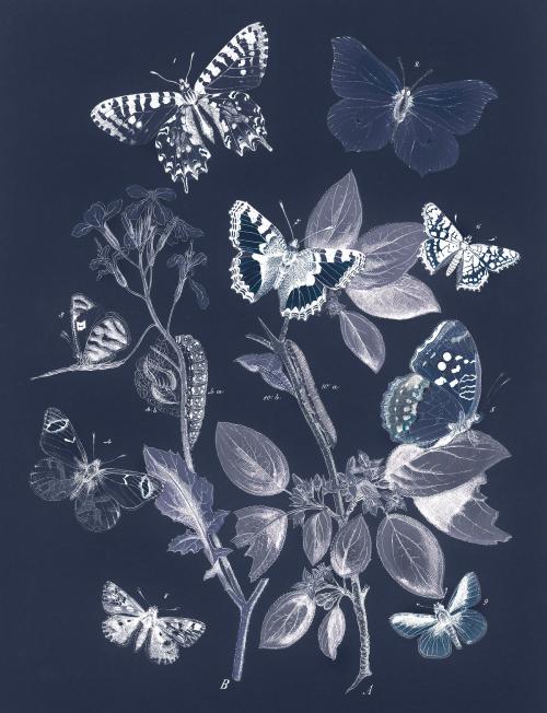 Butterflies and moths vintage design, remix from original painting by William Forsell Kirby - 2263535