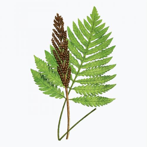 Onoclea Sensibilis (Sensitive Fern) fern leaf vector - 2095499