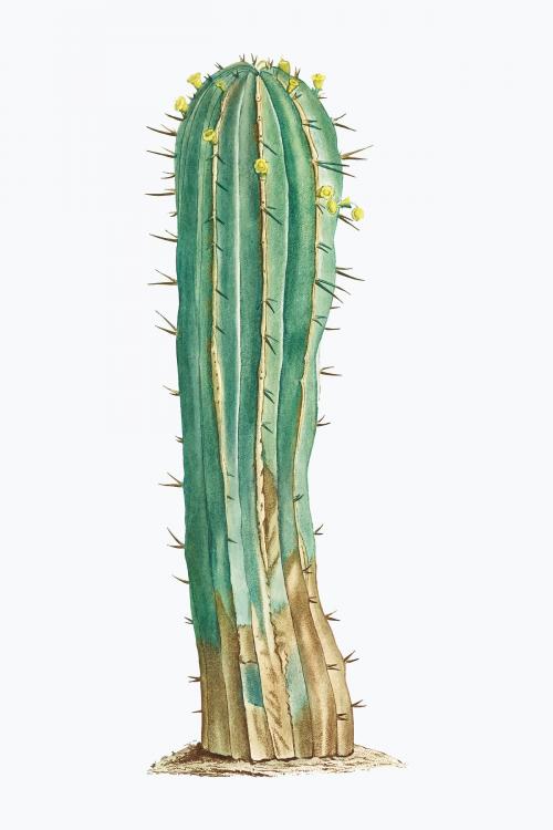 Vintage Euphorbia Officinarum vector - 2095809