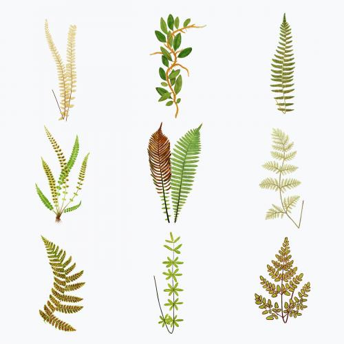 Set of vintage fern leaves vector - 2096208