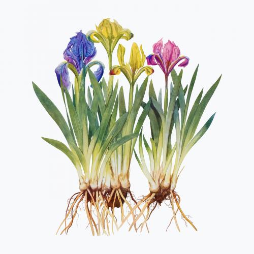 Vintage Iris flower illustration vector - 2098235