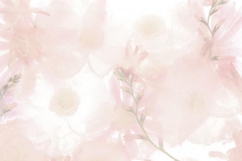Pink blooming anemone flower background - 2273319