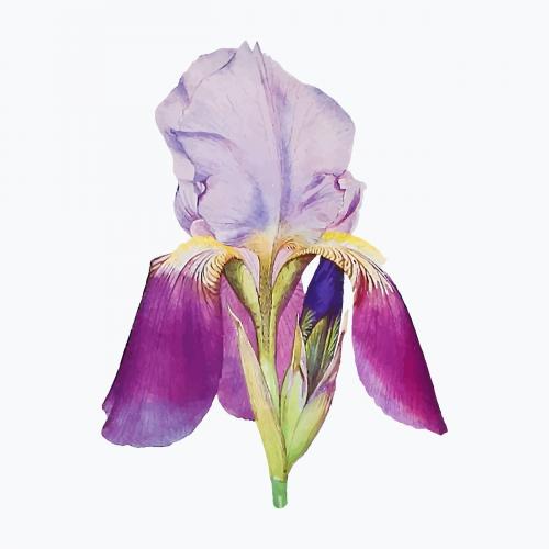 Vintage Iris flower illustration vector - 2098383