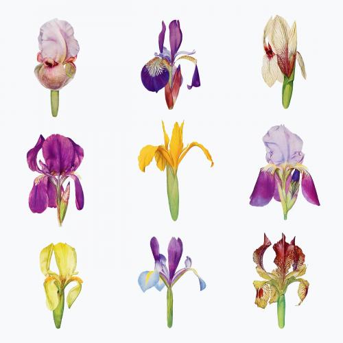 Vintage Iris flower illustration collection vector - 2098390